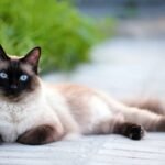сиамская кошка