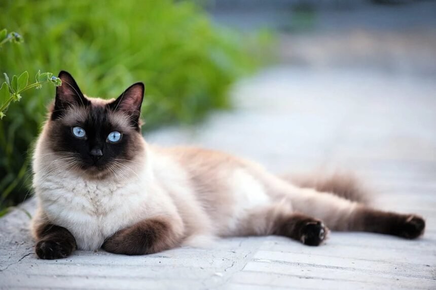 сиамская кошка