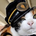 кошка тама