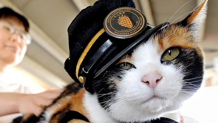 кошка тама