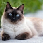 кіт свійський