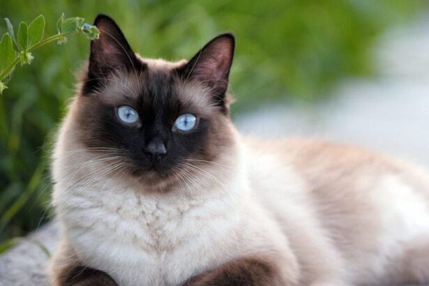 кіт свійський