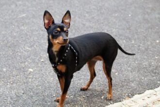 маленькі породи собак