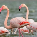 Фламинго
