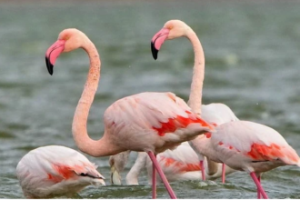 Фламинго
