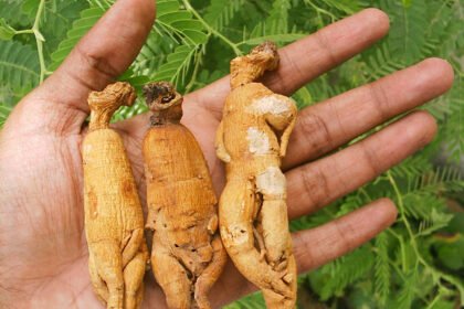 мандрагора