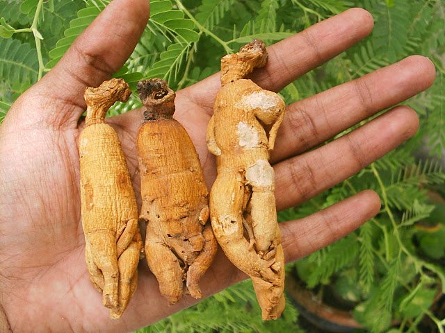 мандрагора