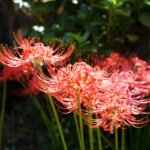 паучья лилия