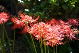 паучья лилия