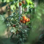 Турбо Престо Актив